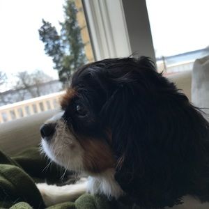 Meet your Posher, Sadie